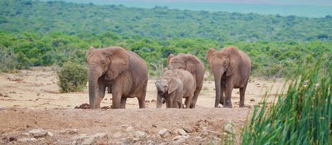 nearby-newtondale-self-catering-addo-elephant-national-park nearby-newtondale-self-catering-addo-elephant-national-park